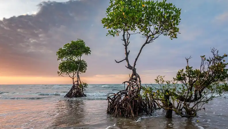 Looking for a Unique Mangrove Route Boating Experience to Valanthakadu Island?
